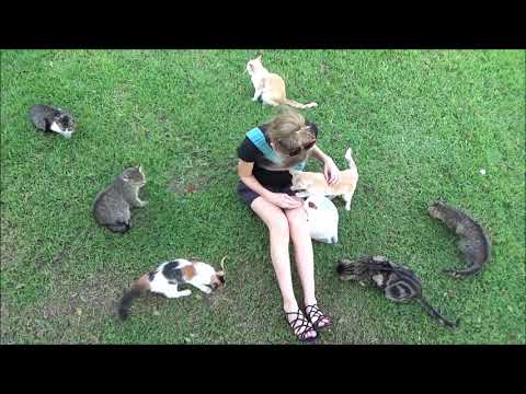 The Cats of Kennedy Park (Lima, Peru)