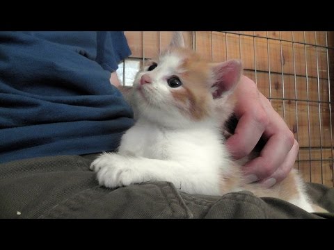 Funny cat videos - Lovely Kitten