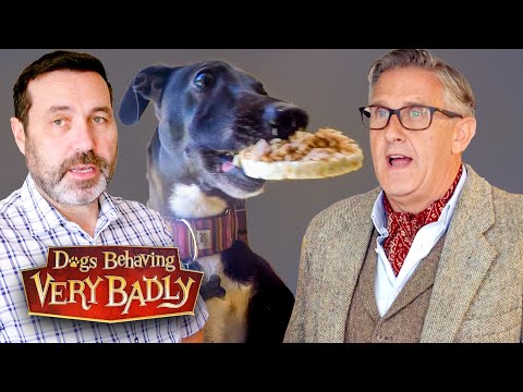 ¡La agresión de nuestro perro rescatado por la comida está aterrorizando a la familia!