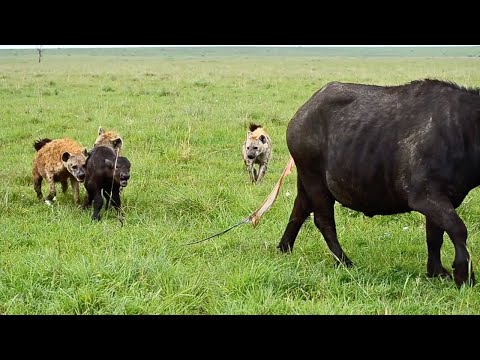 Buffalo Mom Gives Birth—Then Defends Calf from Hyena Pack