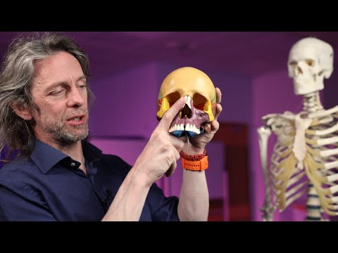 Le Fort fracture anatomy