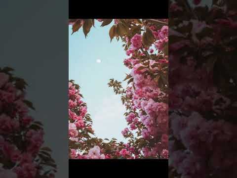 Little Moth - Chloe Moriondo