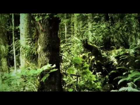 Darren Berrecloth NWD 10 dust and bones teaser trailer