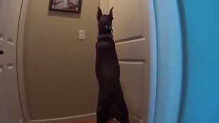 Smart Doberman Opens Door