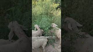 Download lagu Oops!!! A Flock of Sheep Accidentally Eats Marijuana #sheep #greece mp3 Download lagu Oops!!! A Flock of Sheep Accidentally Eats Marijuana #sheep #greece mp3