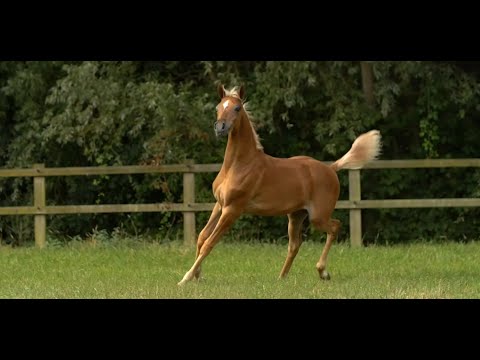 ⭐ FLAXMAN'S VIVIEN ⭐ (Woj x Elegancia D'Elzenwalle) - STC AUCTION 2022