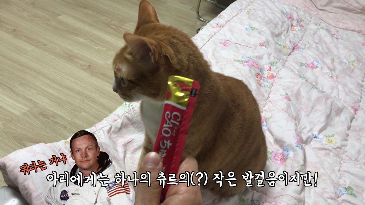 고양이에게 츄르를 줘봤습니다.