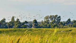 A andorinha da primavera - Madredeus🎶🍀🐦🍀