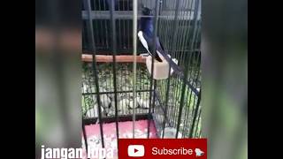 Download lagu suara kacer gacor full isian durasi pendek-eeh ndes TV mp3 Download lagu suara kacer gacor full isian durasi pendek-eeh ndes TV mp3