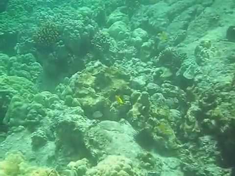 Snorkeling on Kealekekua Bay | The Girl and Globe