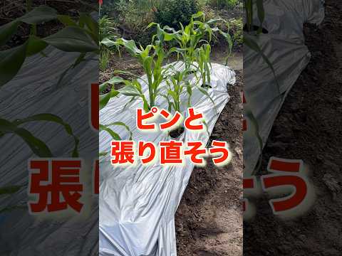 キョウチクトウに最適なマルチは何ですか?成長に最適なヒント  庭園