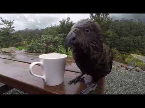Kea Antics