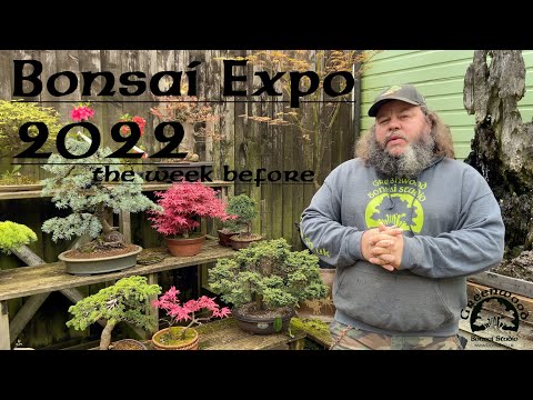 Getting Ready for Bonsai EXPO 2022 - Greenwood Bonsai