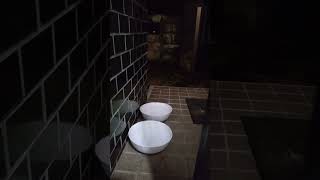 【55秒までスキップ推奨】雨の日の深夜に玄関を開けると、やってくる野良猫さん。 #猫 #shorts