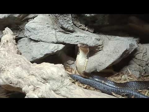 Cobra video at Bali reptile park
