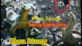 preview picture of video 'Kadal Raksasa Itu Ada di Riung || Mbou "Komodo" Riung'