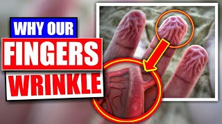 Why Our Fingers Wrinkle In Water (After Bath)
