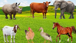 Interesting Animals - Goat, Peacock, Horse, Cow, Elephant, Rhino - Animal Sounds