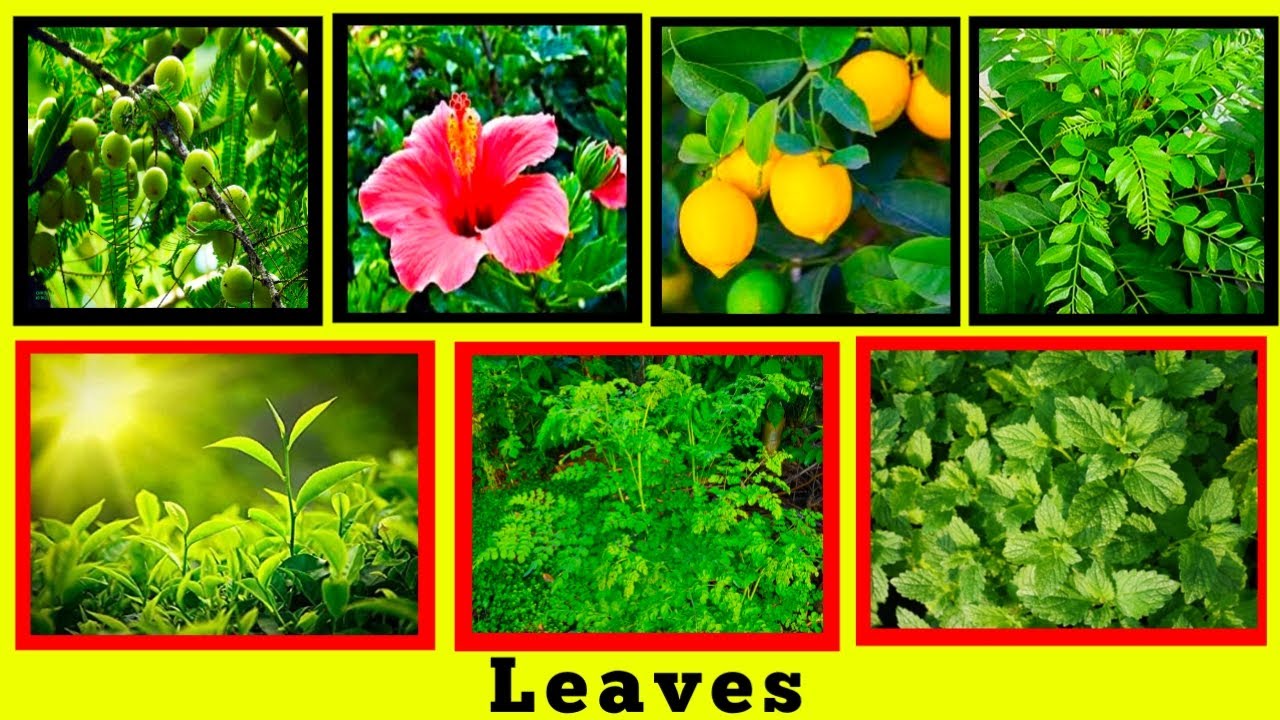 leaves types and name and easy to learn with different types of pictures and names.