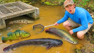 Removing ILLEGAL Fish INVADING My Backyard Pond!