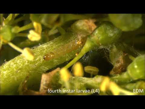 Lobesia botrana, larvae stages and pupae of the first gen, 18 May 2020, ED Marchesini