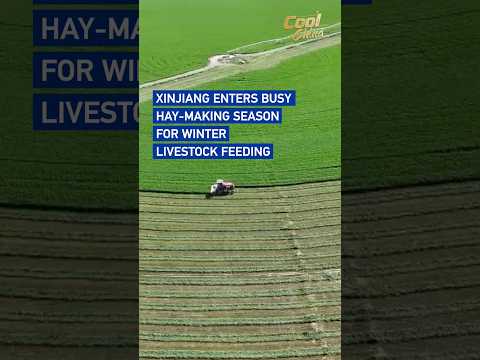 Xinjiang enters busy hay-making season for winter livestock feeding