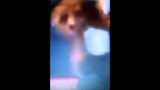 SHAPESHIFTERS FLEETWOOD MAC - MISSING FILES....