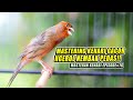 76 Masteran Suara Burung Kenari Gacor Panjang Cuit Cuit Ngerol Untuk Pancingan Kenari