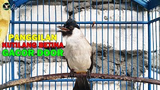 Download lagu PANCINGAN AMPUH....!!! KUTILANG BETINA GACOR MEMANGGIL KUTILANG JANTAN mp3