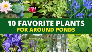 10 Favorite Plants for Around Ponds 🌿