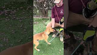 Video preview image #1 Retriever -Unknown Mix Puppy For Sale in Pasadena, CA, USA