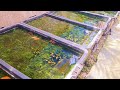 Natural Outdoor Guppy Farm Transferring Pregnant Females And Feeding Baby Brine Shrimps
