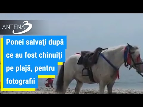 Ponei salvaţi după ce au fost chinuiţi pe plajă, pentru fotografii