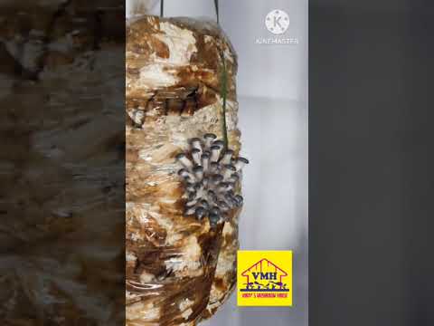 Stages of Mushroom Growth.