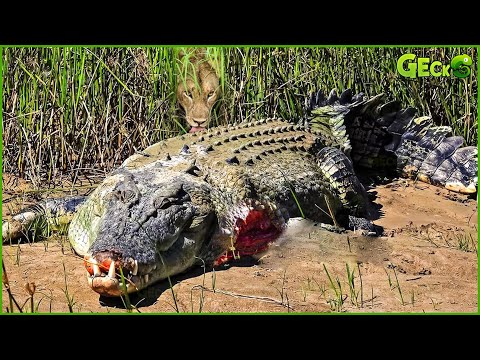This Is Why Crocodile Was Badly Injured And What Happened Next? | Animal Fight