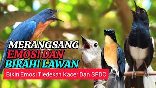Download lagu TERBUKTI AMPUH, MERANGSANG EMOSI TLEDEKAN GUNUNG, SRDC DAN KACER mp3 Download lagu TERBUKTI AMPUH, MERANGSANG EMOSI TLEDEKAN GUNUNG, SRDC DAN KACER mp3