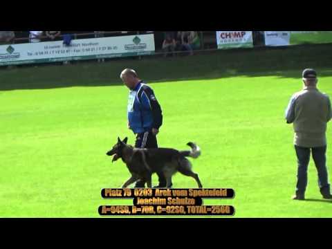 2015 SV BSP Meppen part 52 platz 79 0203  Arek vom Spektefeld B=70