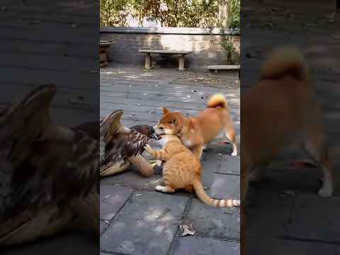 Eagle’s Defeat! 😱 Dog & Cat Team Up to Win the Battle 🦅🐾💥 #pawpawtime #animals #pawsn #pets #cute