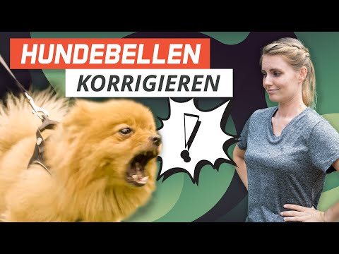 UNSICHEREN Hund korrigieren: Pepe bellt Mensch und Hund an | Live-Training