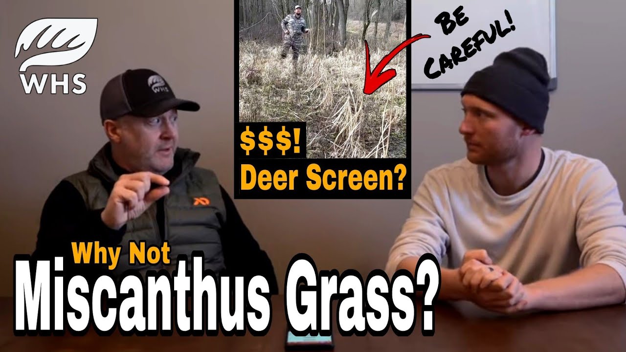 Plant Miscanthus Grass For Deer?