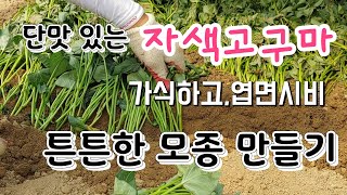 고구마 모종 잘라서 가식 하는법, 단맛 있는 자색고구마 튼튼하게 키우는법how to cut and fake …