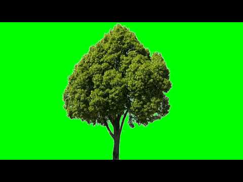 Tree image 🌳green screen free download - free copyright