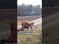 Zeldzame diersoort ontdekt op Veluwe