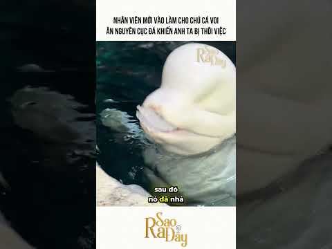 NHÂN VIÊN MỚI VÀO LÀM CHO CHÚ CÁ VOI ĂN NGUYÊN CỤC ĐÁ KHIẾN ANH TA BỊ THÔI VIỆC