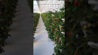Growing strawberries in a larger greenhouse