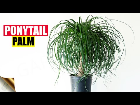 , title : 'PONYTAIL PALM IS NOT A PALM! | GROWING PONYTAIL WITH IMPORTANT CARE TIPS'