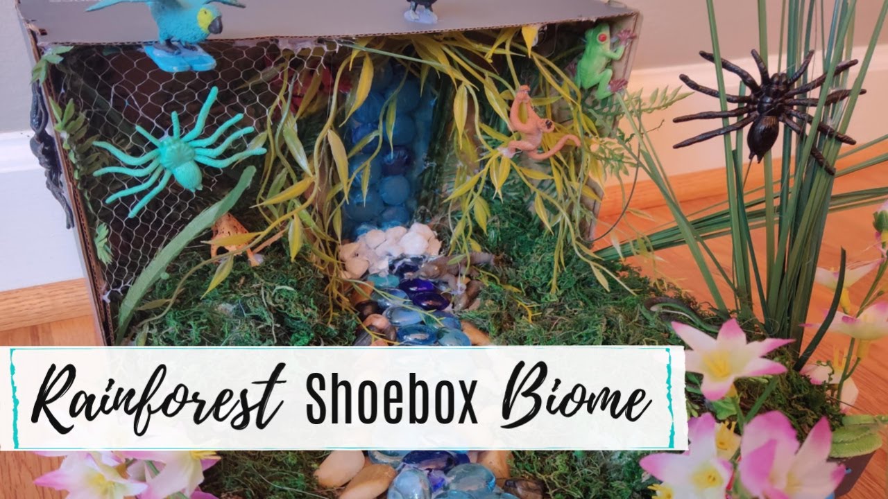 How to Make A Rainforest Biome in a Shoebox