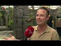 Kaaimannenverblijf geopend in Almere Jungle