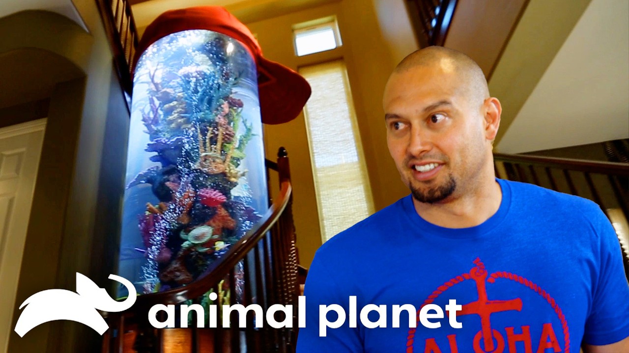 A Grand Slam Hawaiian Fish Tank for Shane Victorino! | Tanked | Animal Planet