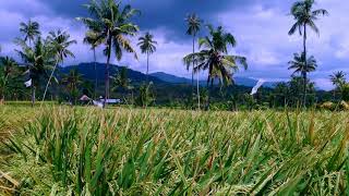 Yellowing Paddy Grain Scenery In The Rice Field the Village